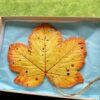 (B) Leaf Decoration - Sycamore